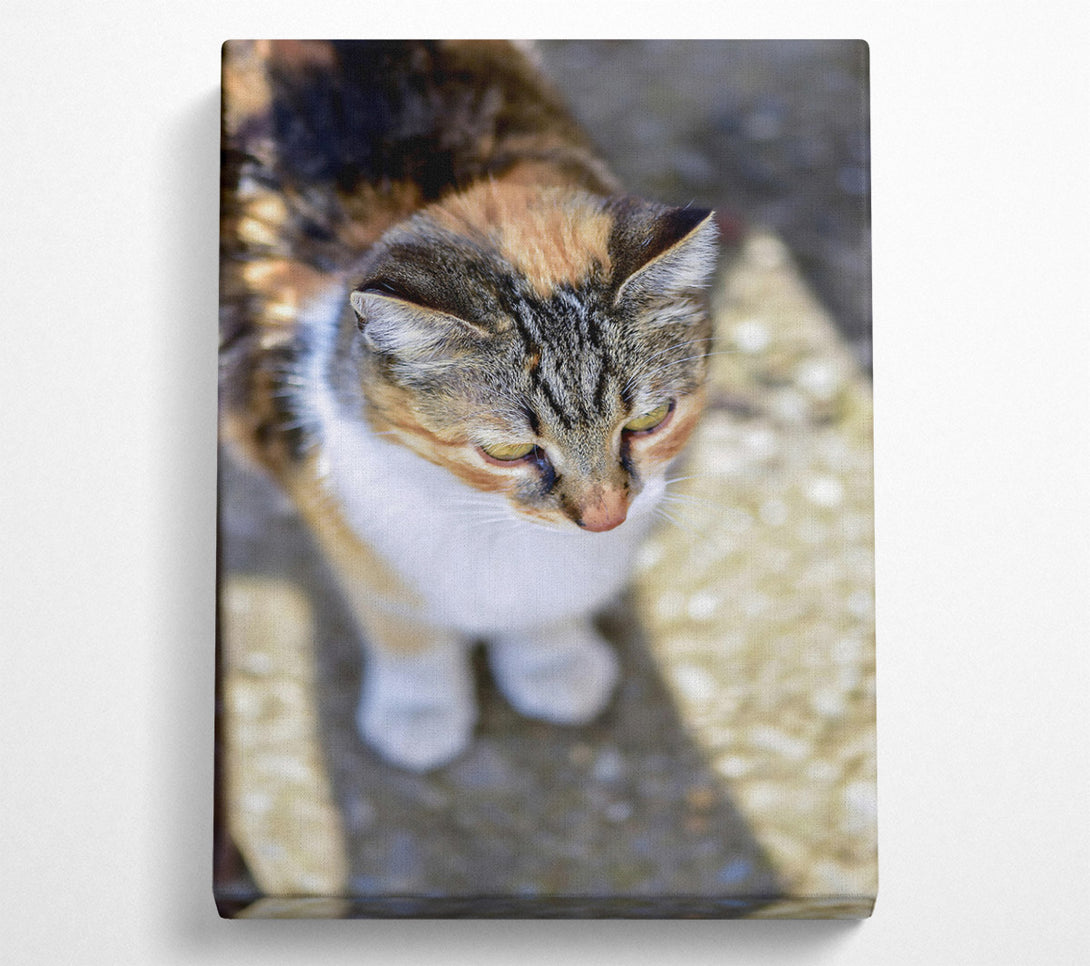  A Canvas Print of Golden Tabby Gaze Canvas Wall Art