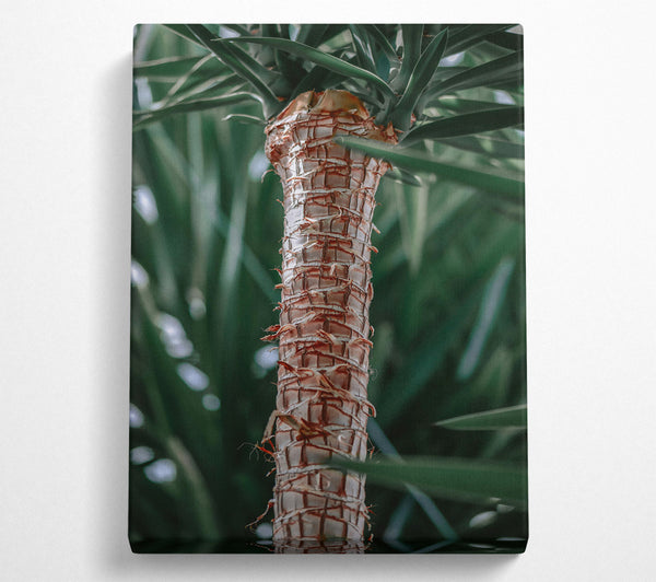  A Canvas Print of The Tan Trunk Canvas Art