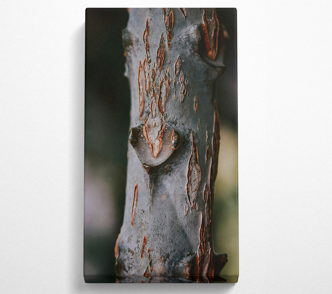  A Canvas Print of Rustic Grey Bark Canvas Wall Art