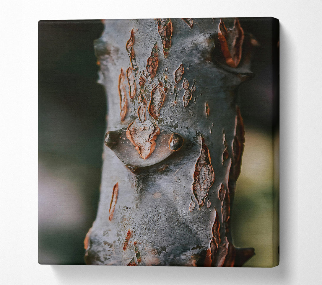  A Canvas Print of Rustic Grey Bark Canvas Wall Art