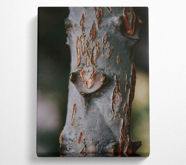  A Canvas Print of Rustic Grey Bark Canvas Wall Art