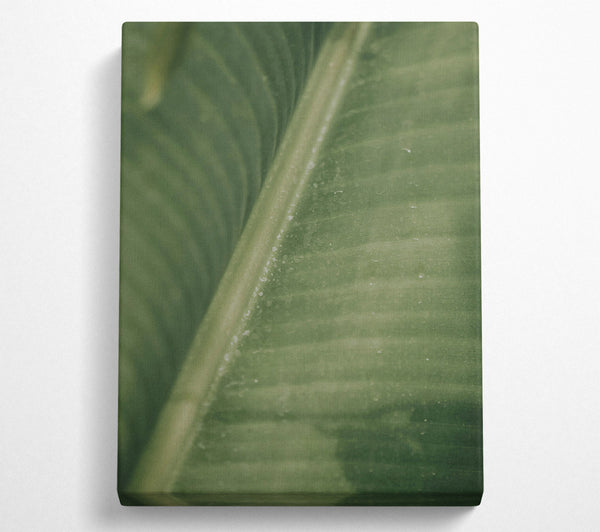  A Canvas Print of Emerald Leaf Lines Canvas Print