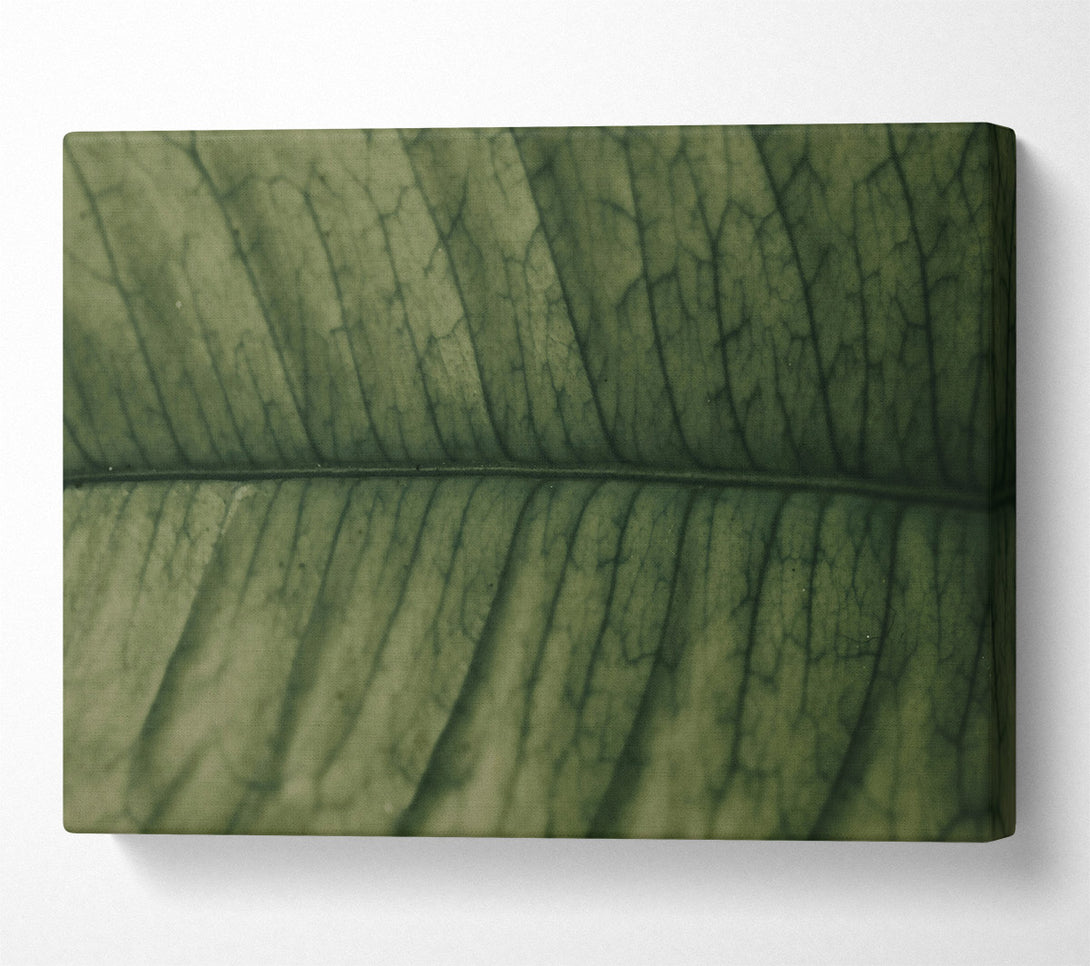  A Canvas Print of Emerald Leaf Veins Canvas Print