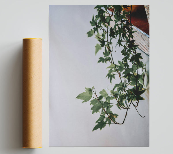 Green Ivy Tendrils Print