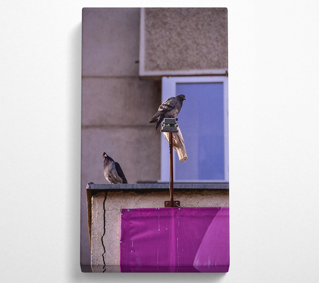  A Canvas Print of Pink Pigeon Perch Canvas Print
