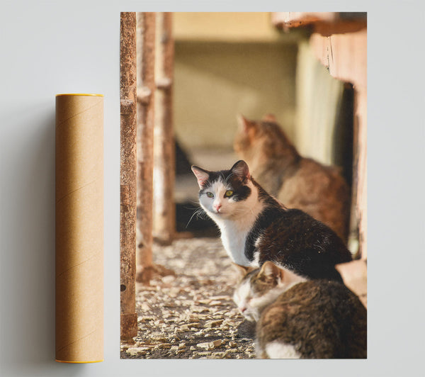 White Cat Sunbeam Giclee Print