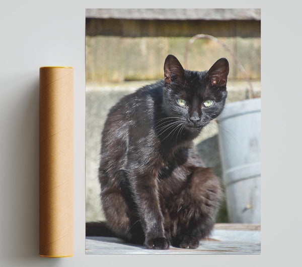 Midnight Black Feline Print
