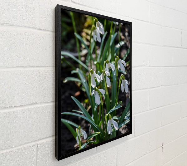 Green Snowdrop Meadow