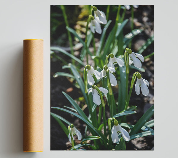 Green Snowdrop Meadow Giclee Print