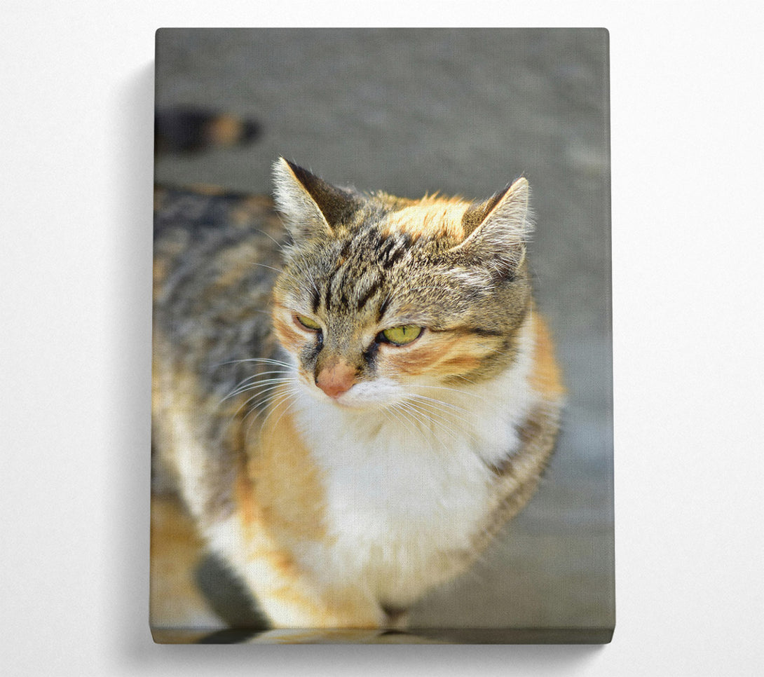  A Canvas Print of Golden Feline Gaze Canvas Wall Art