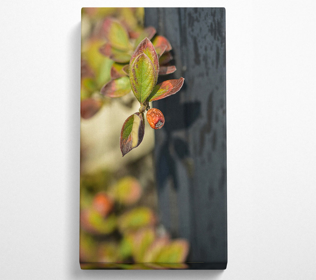  A Canvas Print of Green Leaf And Red Fruit Canvas Wall Art