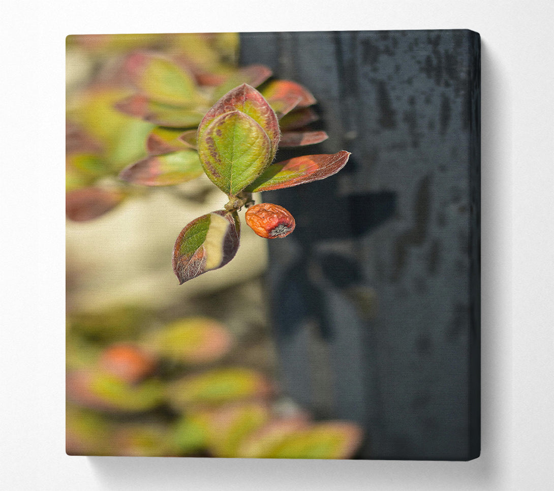  A Canvas Print of Green Leaf And Red Fruit Canvas Wall Art