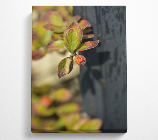  A Canvas Print of Green Leaf And Red Fruit Canvas Wall Art