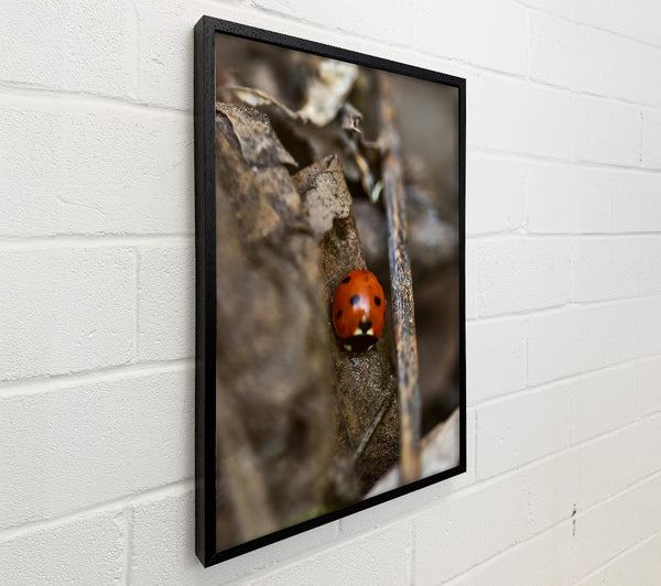 Red Ladybug'S Hideaway.