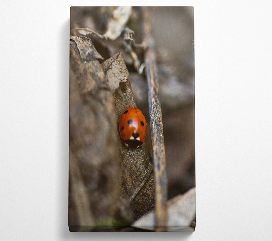  A Canvas Print of Red Ladybug'S Hideaway. Canvas Art