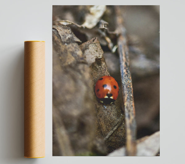 Red Ladybug'S Hideaway. Poster