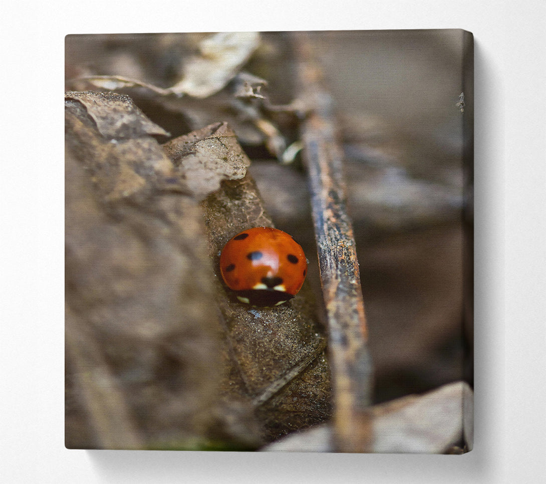  A Canvas Print of Red Ladybug'S Hideaway. Canvas Art