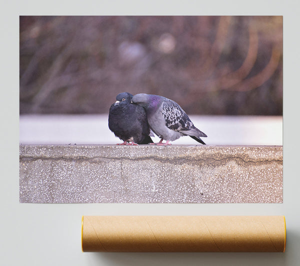 Grey Dove'S Embrace Print