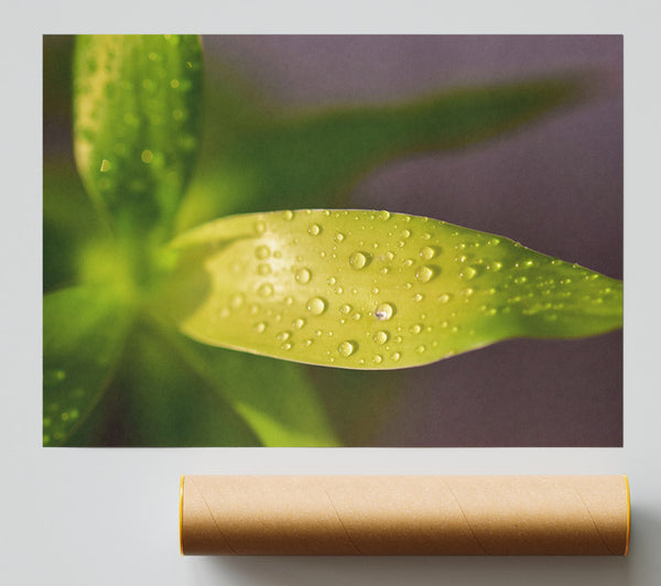 Dewy Lime Leaf Poster