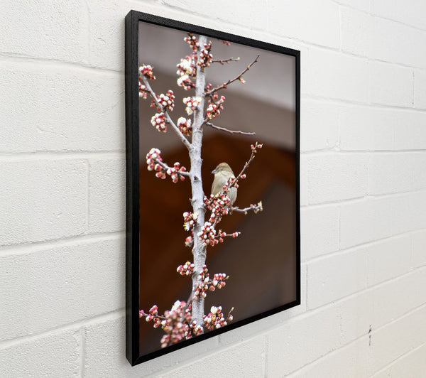 Pink Blossom Sparrow