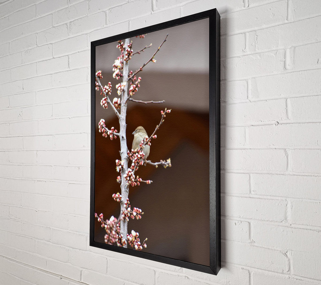  A Canvas Print of Pink Blossom Sparrow Canvas Print