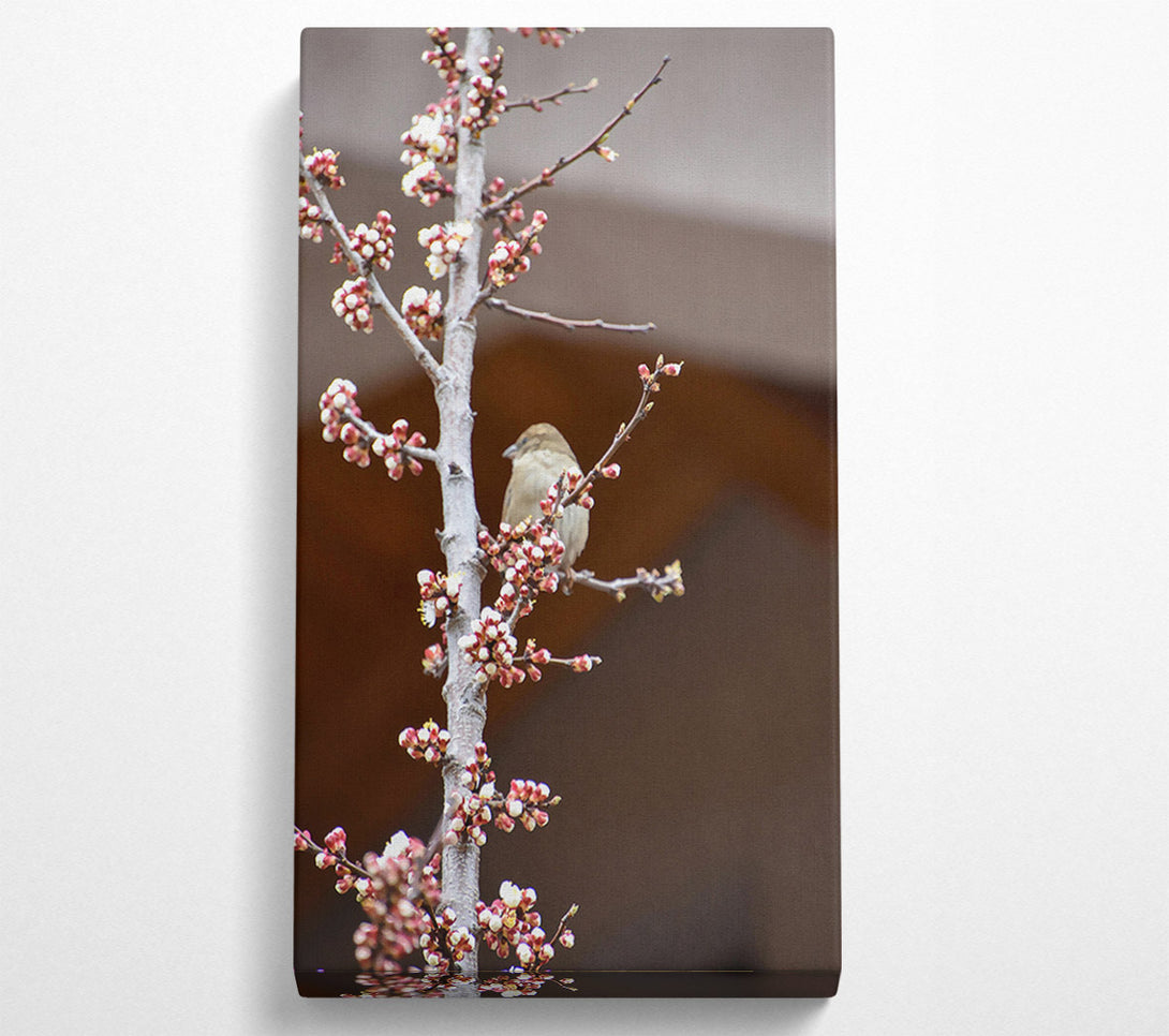  A Canvas Print of Pink Blossom Sparrow Canvas Print