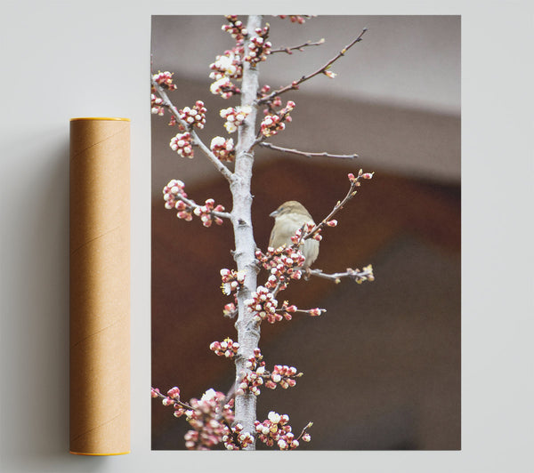 Pink Blossom Sparrow Poster