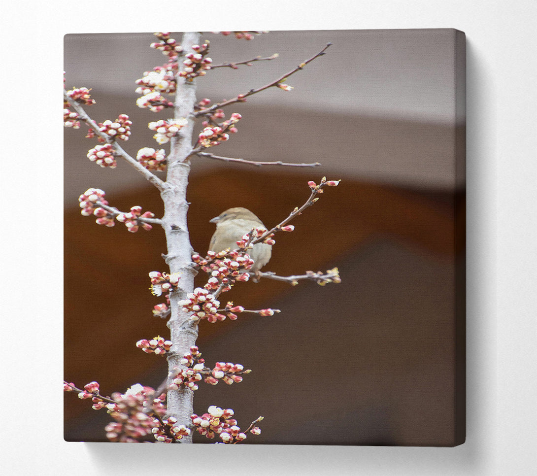  A Canvas Print of Pink Blossom Sparrow Canvas Print