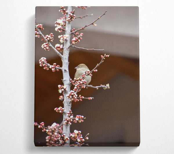  A Canvas Print of Pink Blossom Sparrow Canvas Print