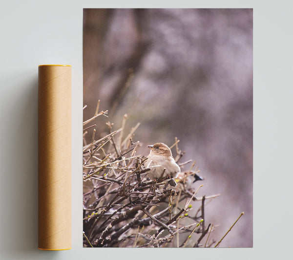 Brown Bird On Branches Print