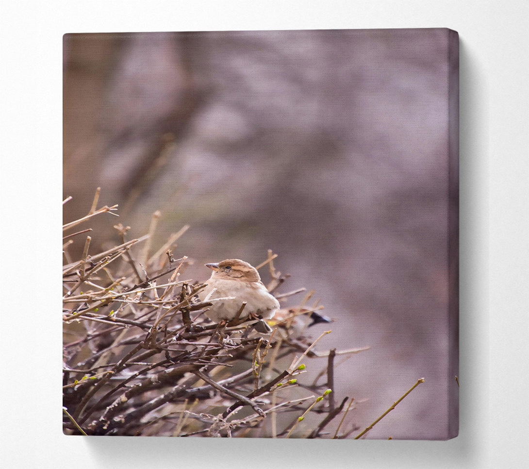  A Canvas Print of Brown Bird On Branches Canvas Wall Art