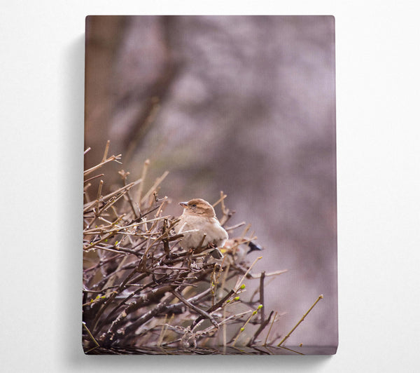  A Canvas Print of Brown Bird On Branches Canvas Wall Art