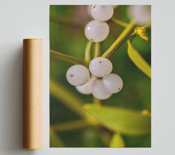 Green Mistletoe Cluster Print
