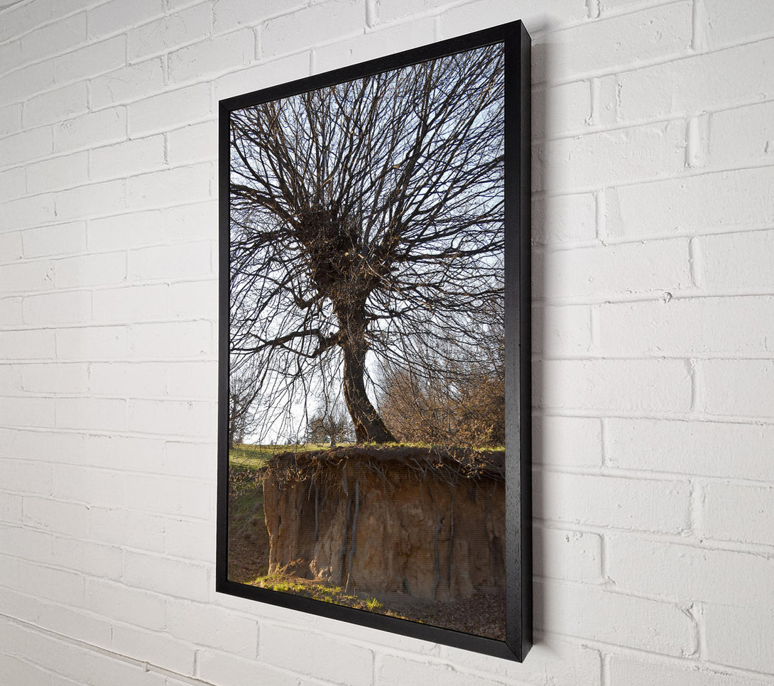  A Canvas Print of Brown Tree Roots Exposed Canvas Wall Art