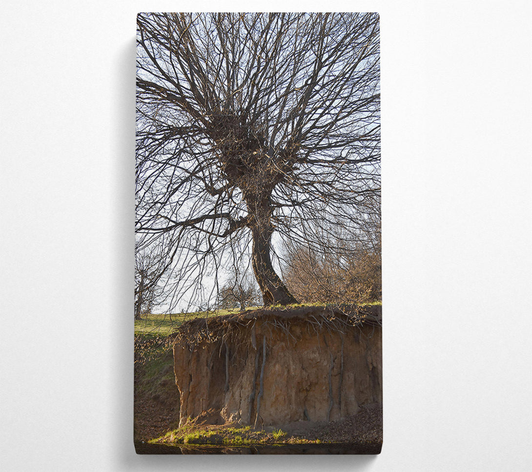  A Canvas Print of Brown Tree Roots Exposed Canvas Wall Art