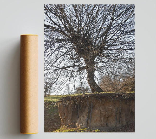 Brown Tree Roots Exposed Print