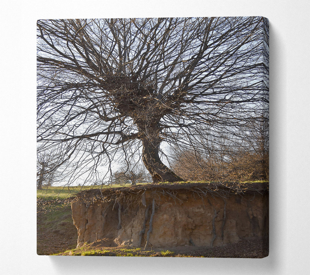  A Canvas Print of Brown Tree Roots Exposed Canvas Wall Art