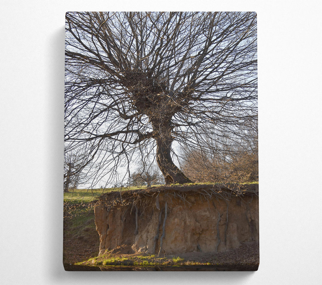  A Canvas Print of Brown Tree Roots Exposed Canvas Wall Art