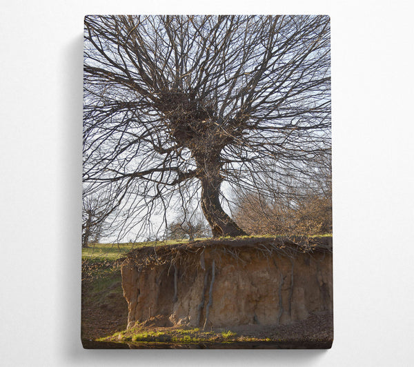  A Canvas Print of Brown Tree Roots Exposed Canvas Wall Art
