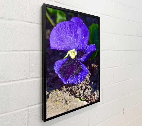 Purple Flower Dewdrops