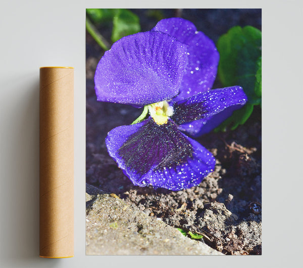 Purple Flower Dewdrops Giclee Print