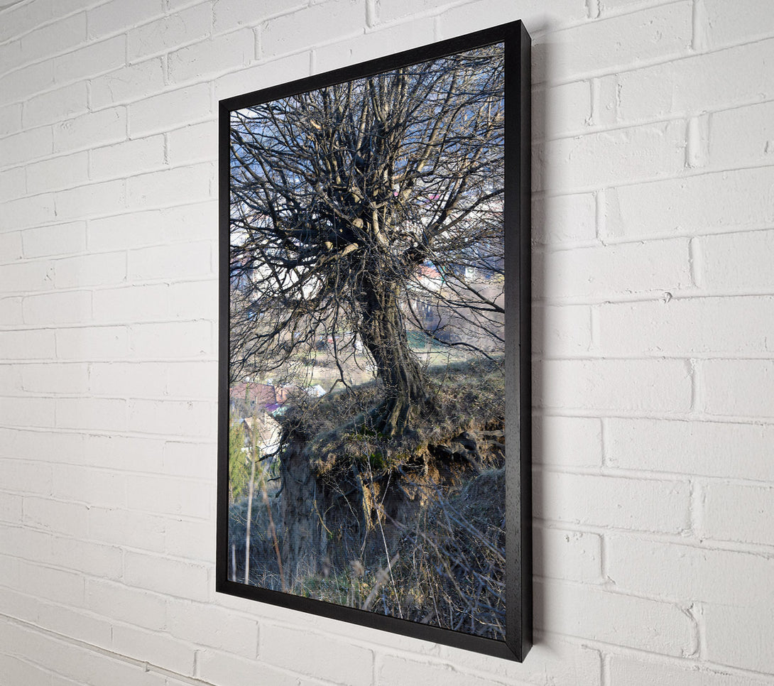  A Canvas Print of Brown Tree Roots Canvas Art