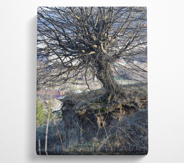  A Canvas Print of Brown Tree Roots Canvas Art