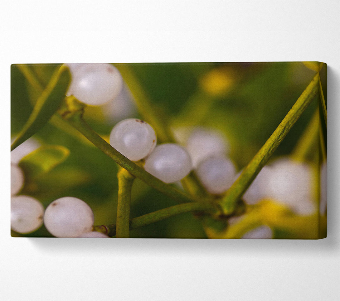  A Canvas Print of White Winter Berries Canvas Print
