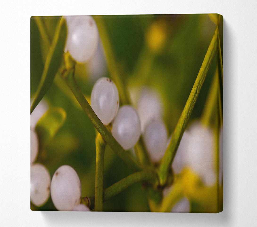  A Canvas Print of White Winter Berries Canvas Print