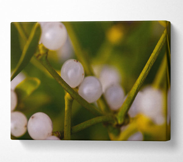  A Canvas Print of White Winter Berries Canvas Print
