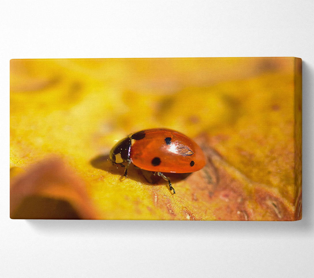  A Canvas Print of Golden Ladybug Stroll Canvas Wall Art