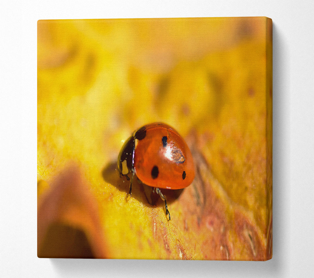  A Canvas Print of Golden Ladybug Stroll Canvas Wall Art