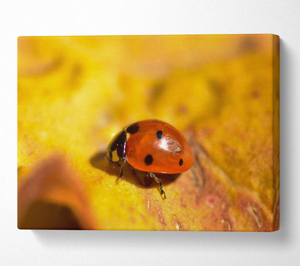  A Canvas Print of Golden Ladybug Stroll Canvas Wall Art