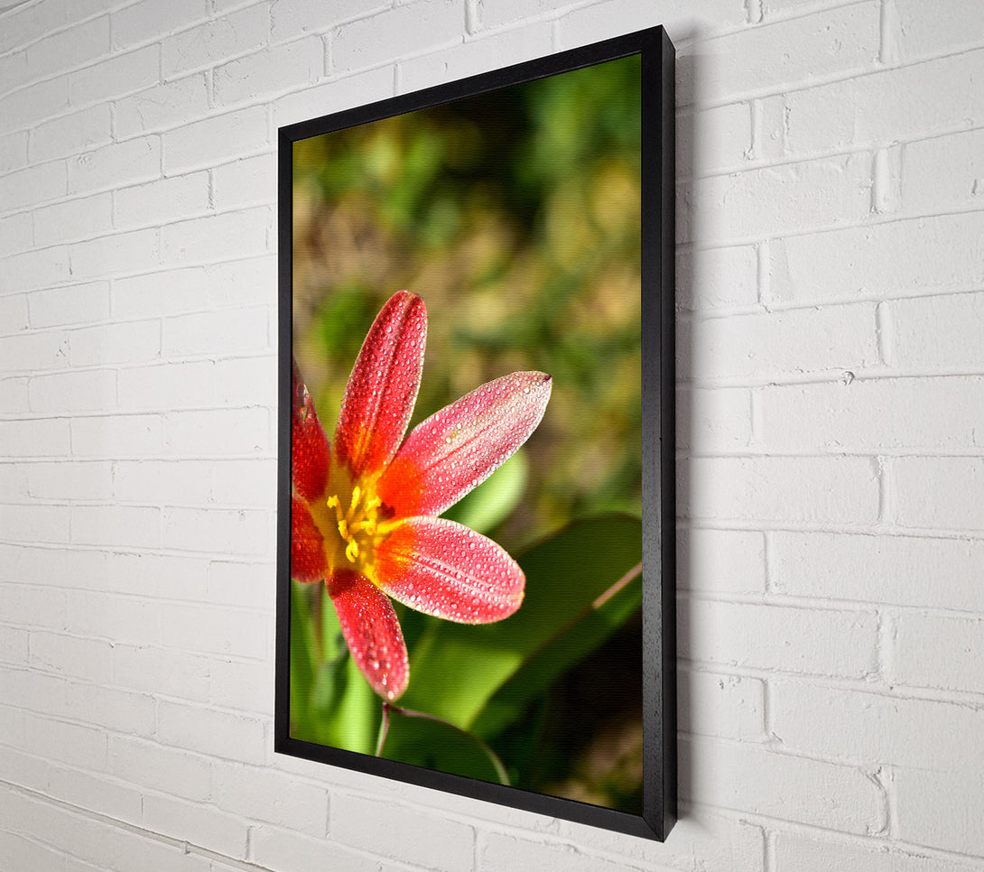  A Canvas Print of Crimson Dewdrop Bloom Canvas Art